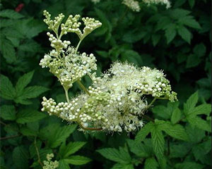 Meadowsweet Lady of the meadow