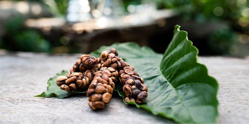 Kopi luwak coffee