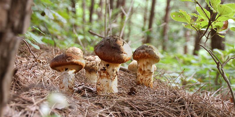 Matsutake mushrooms