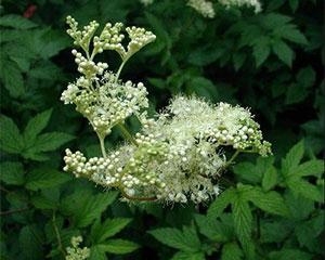 All about Meadowsweet