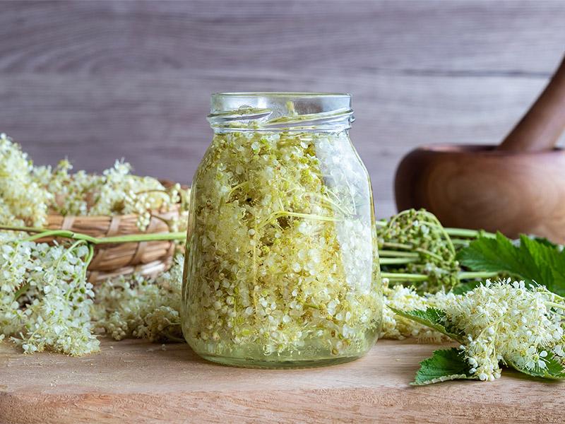 All about Meadowsweet