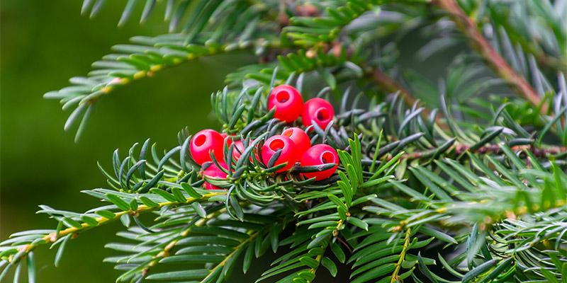Yew berries