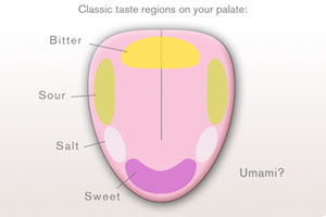 the science of taste